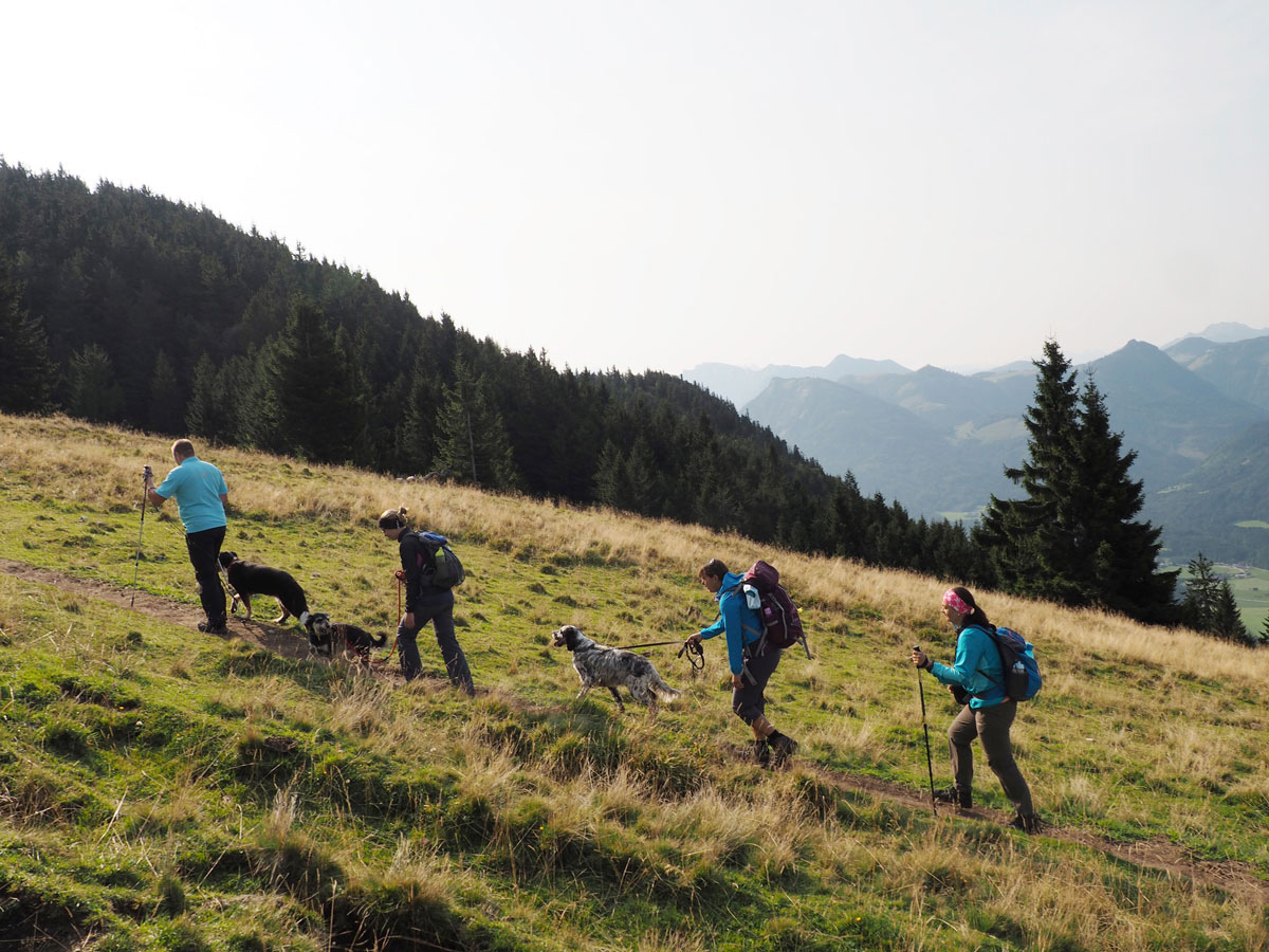 schafberg wandern 25 - Wandern auf den Schafberg beim Wolfgangsee