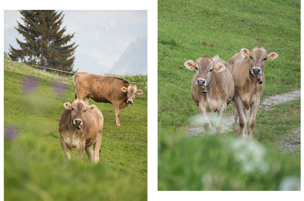 montafon vorarlberg kuehe 1 - Montafon in Vorarlberg entdecken - Von Bartholomäberg über den Fritzensee bis ins Silbertal