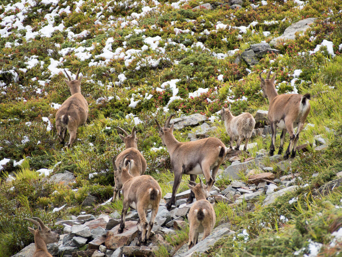 01 pitztal cottbusser hoehenweg 11 - Wandern im Pitztal: Vom Rifflsee über den Cottbusser Höhenweg zur Kaunergrathütte