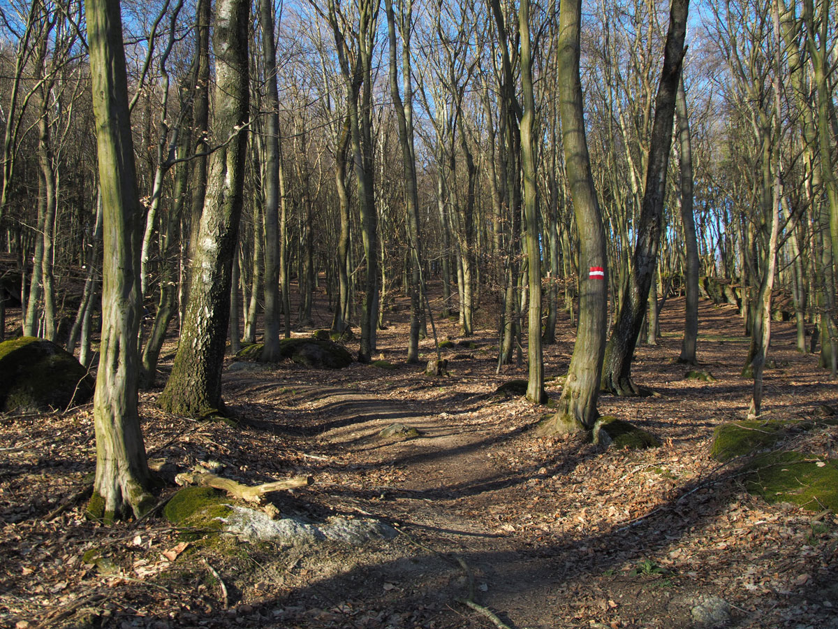 Pfenningberg Linz Trailrunning