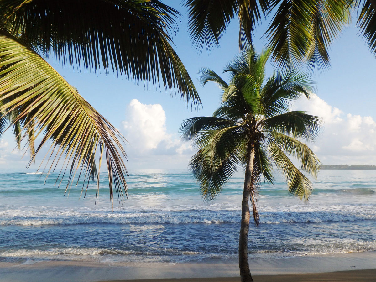 domrep palmen - Die besten Bilder im zweiten Halbjahr 2018 - Fotoparade