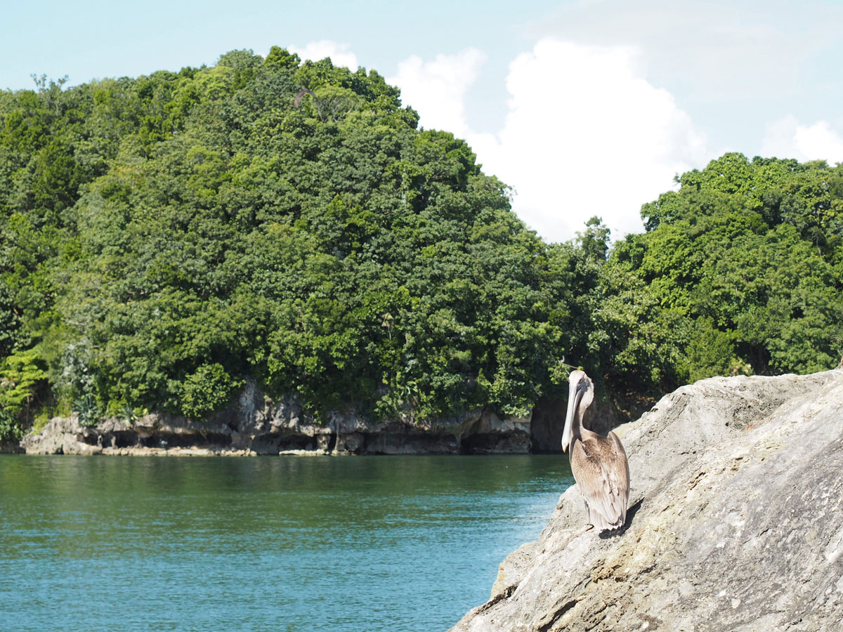 los haitises national park samana dominikanische republik 10 - Los Haitises National Park in Samana in der dominikanischen Republik