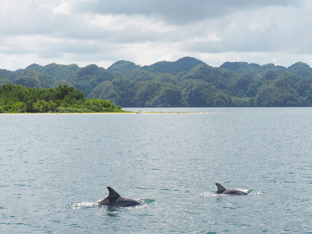 los haitises national park samana dominikanische republik 2 - Los Haitises National Park in Samana in der dominikanischen Republik