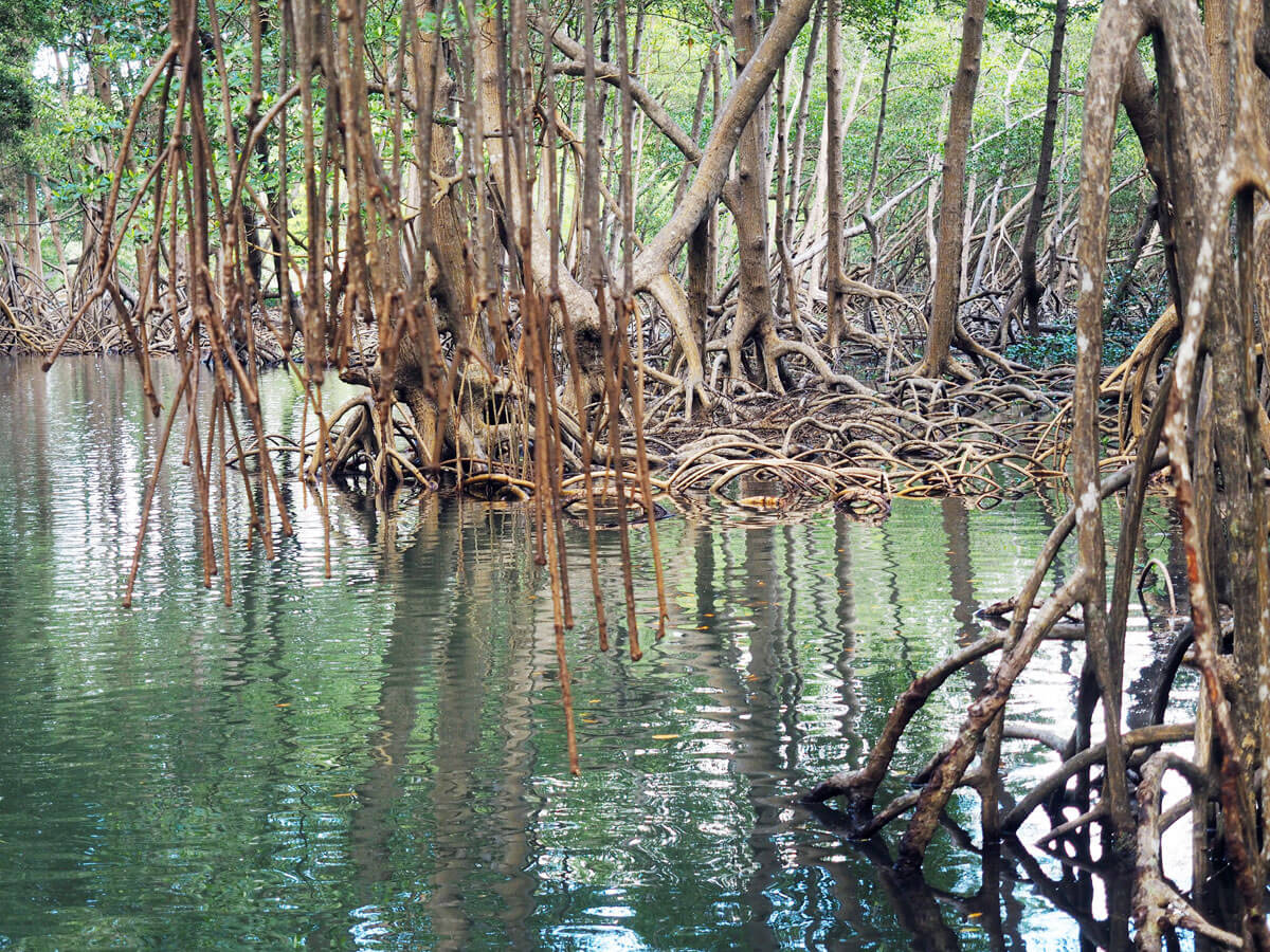 los haitises national park samana dominikanische republik 5 - Los Haitises National Park in Samana in der dominikanischen Republik