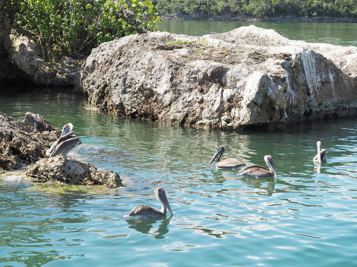 los haitises national park samana dominikanische republik 9 - Los Haitises National Park in Samana in der dominikanischen Republik