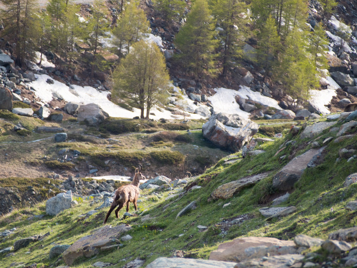 5seenwanderung zermatt schweiz 4 - 5 Seen Wanderung Zermatt - Stellisee, Grindjisee, Grünsee, Moosjiesee, Leisee