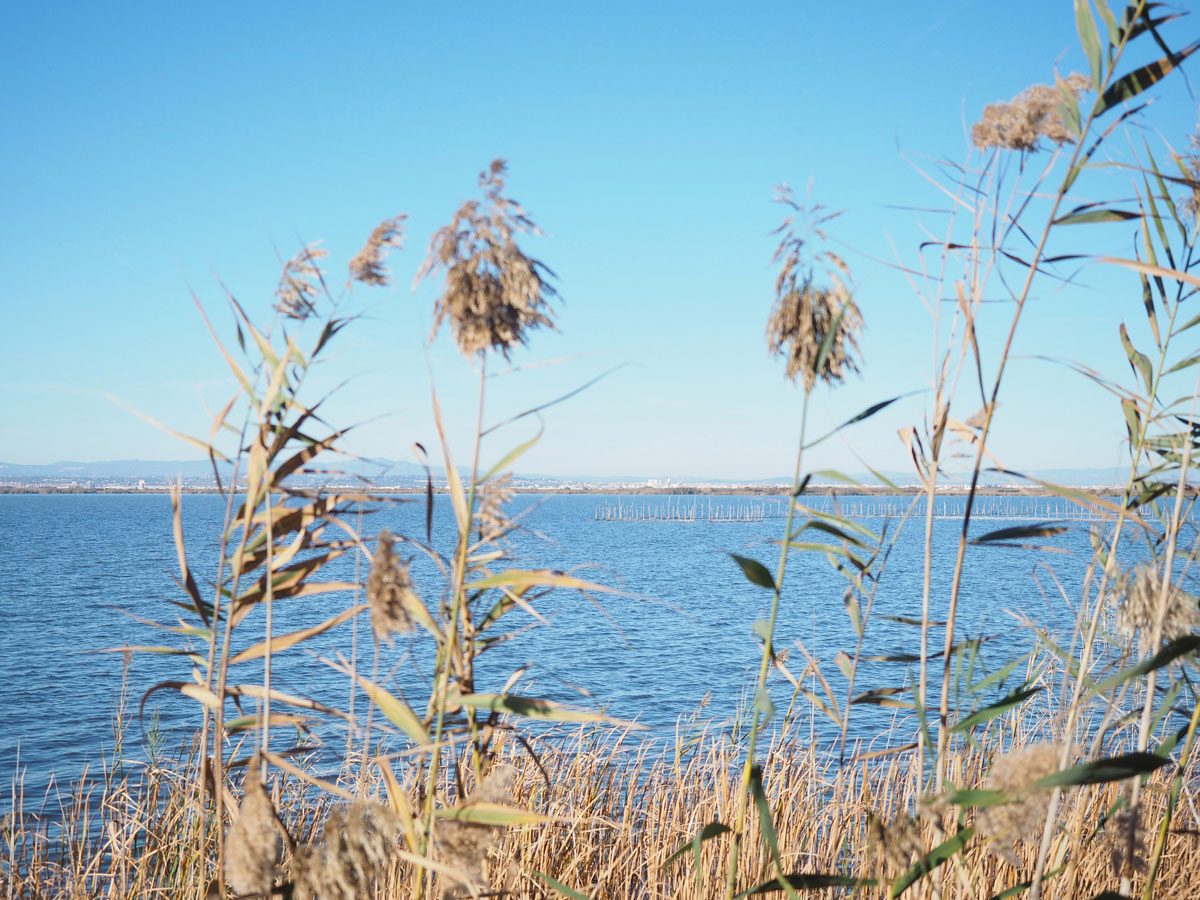 albufera park valencia 1 - Valencia erkunden - Reiseplanung, Highlights, Ausflugstipps