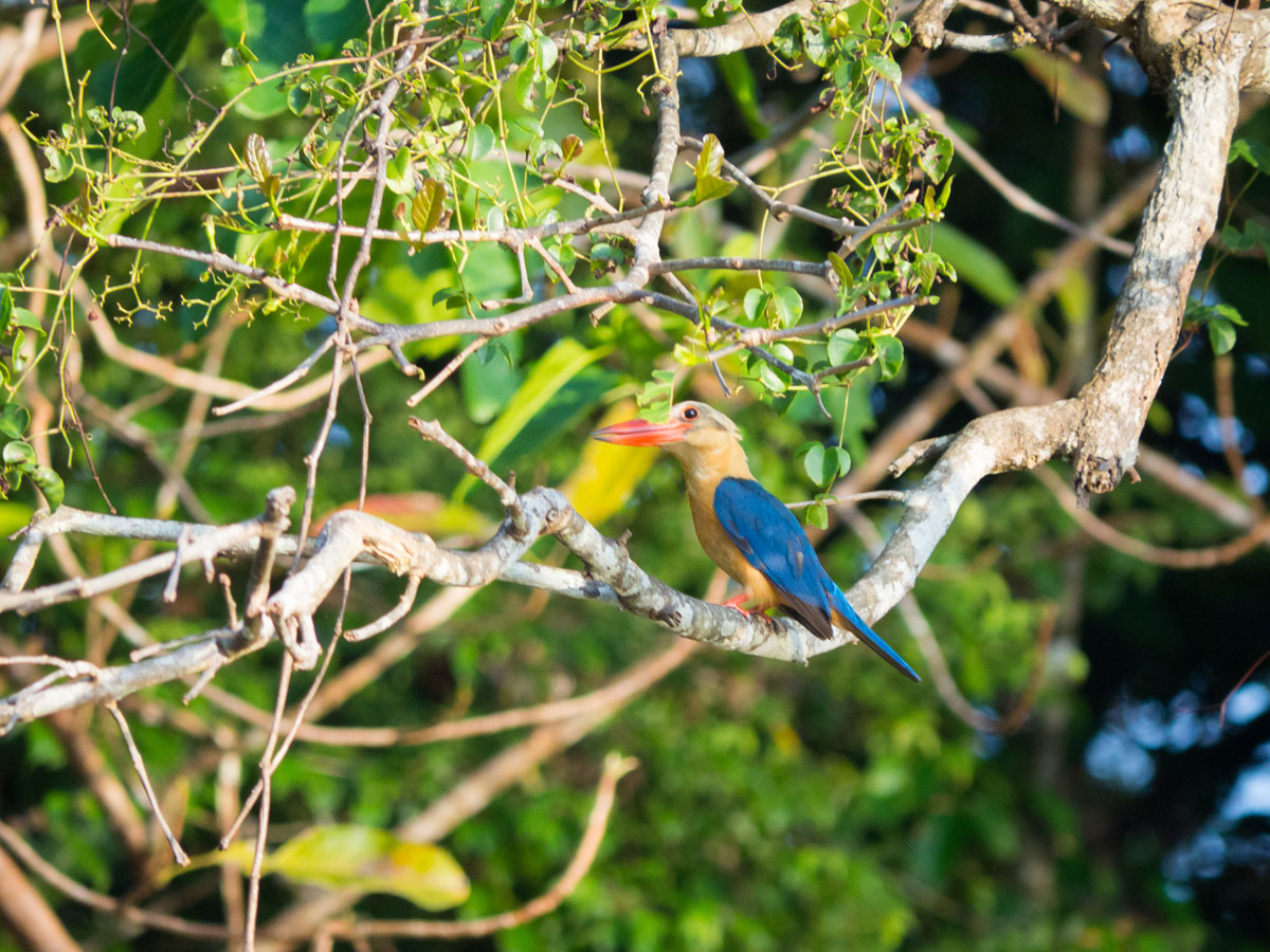 borneo kinabatangan river cruise erfahrungsbericht 16 - Warum ich keine Kinabatangan River Cruise mehr machen würde - Mein Erfahrungsbericht