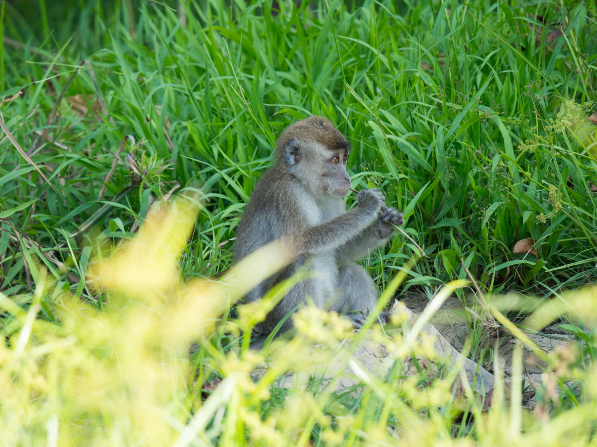 borneo kinabatangan river cruise erfahrungsbericht 3 - Warum ich keine Kinabatangan River Cruise mehr machen würde - Mein Erfahrungsbericht