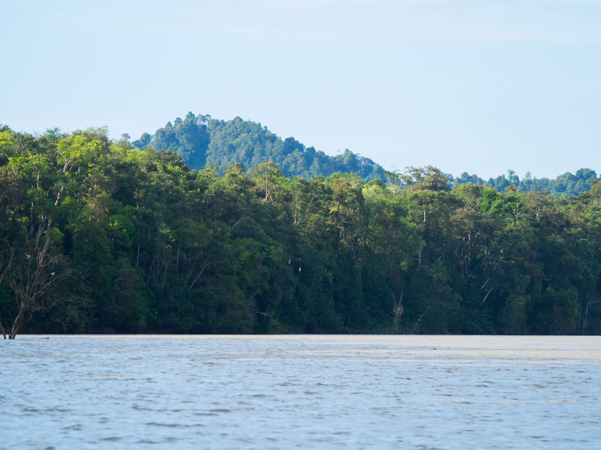 borneo kinabatangan river cruise erfahrungsbericht 4 - Warum ich keine Kinabatangan River Cruise mehr machen würde - Mein Erfahrungsbericht