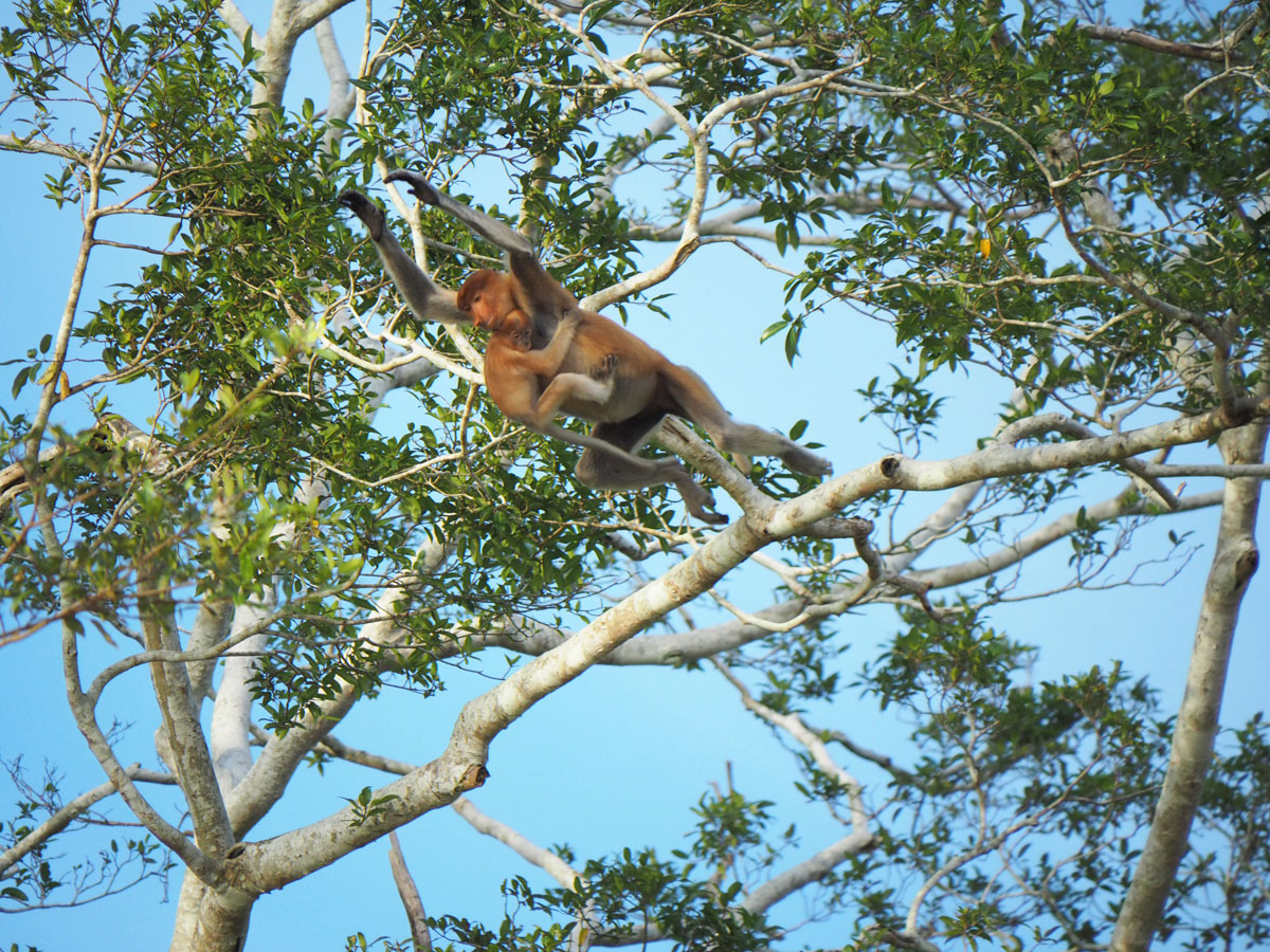 borneo kinabatangan river cruise erfahrungsbericht 7 - Meine schönsten Reisefotos 2019 - Fotoparade