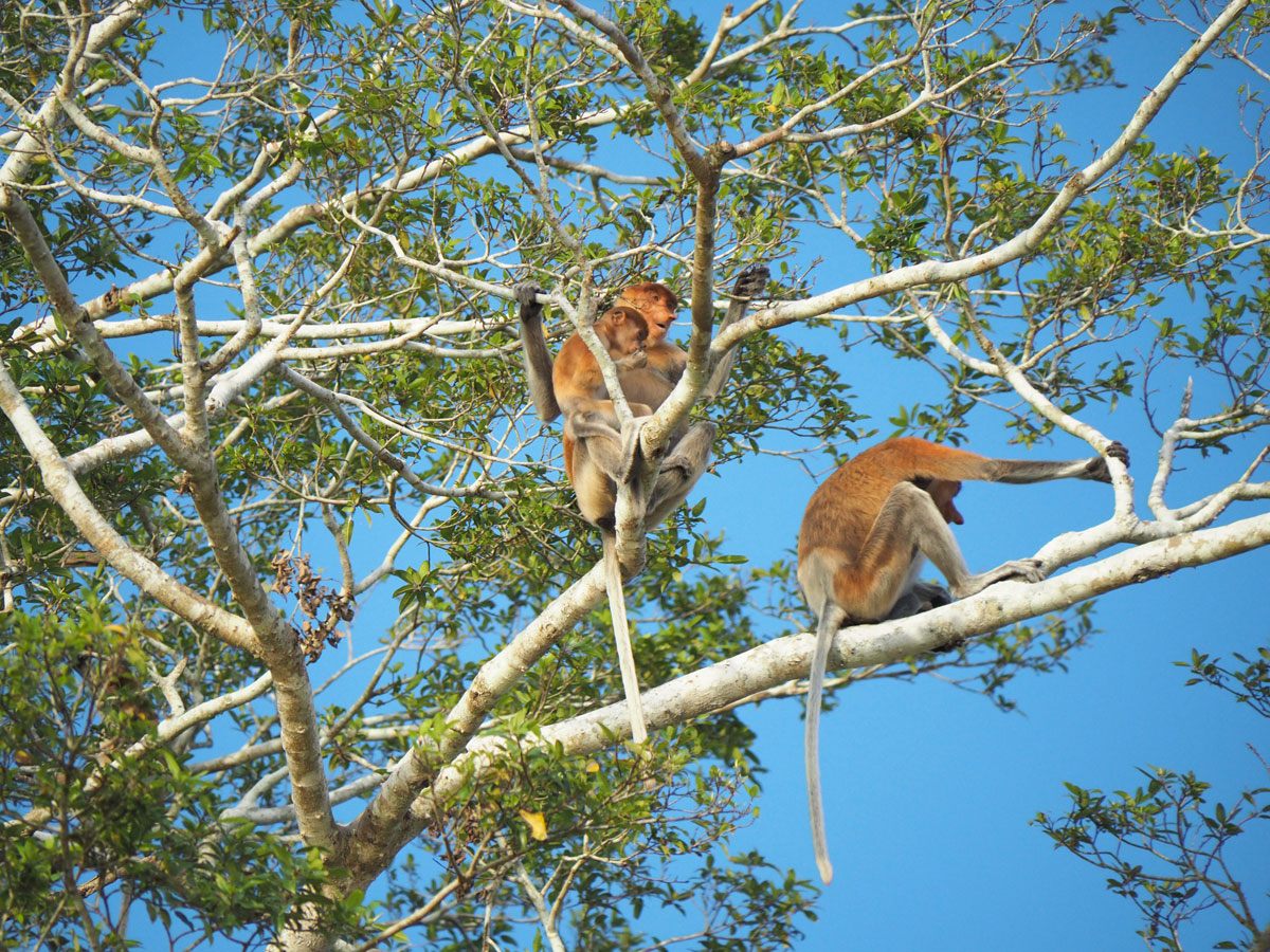 borneo kinabatangan river cruise erfahrungsbericht 8 - Warum ich keine Kinabatangan River Cruise mehr machen würde - Mein Erfahrungsbericht
