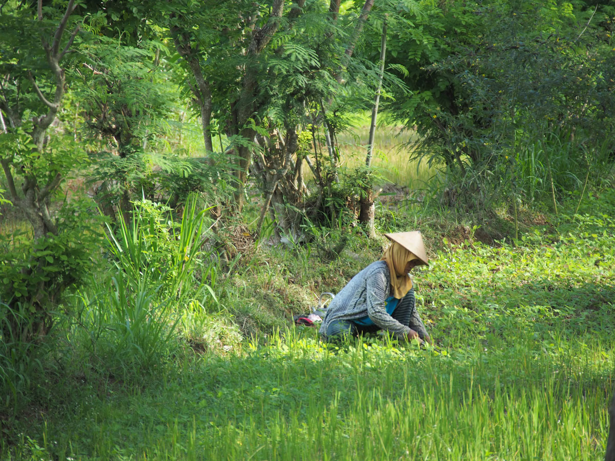 Arbeiter am Reisfeld in Java Indonesien