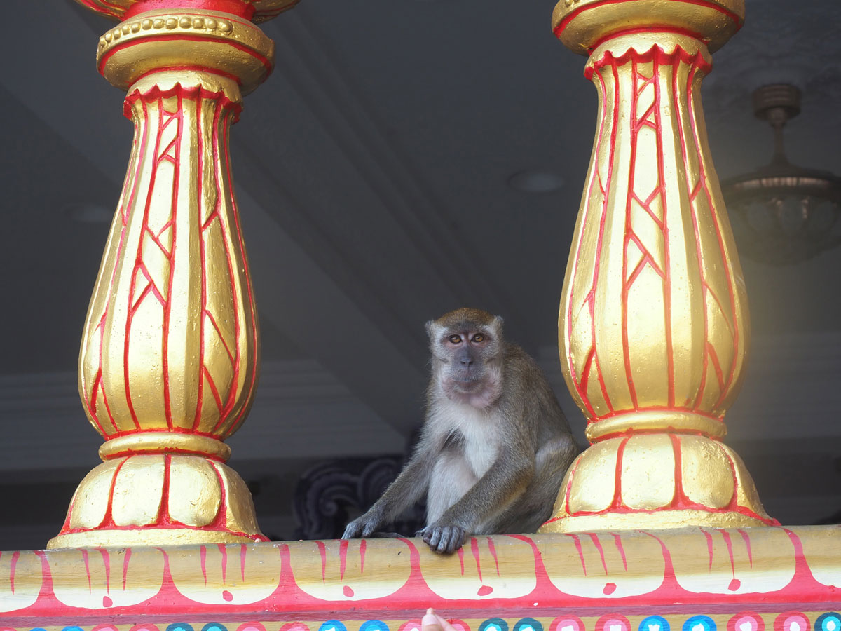 kuala lumpur malaysien batu caves 1 1 - Highlights für einen Stopover in Kuala Lumpur – Was ihr in 24 Stunden unbedingt sehen müsst