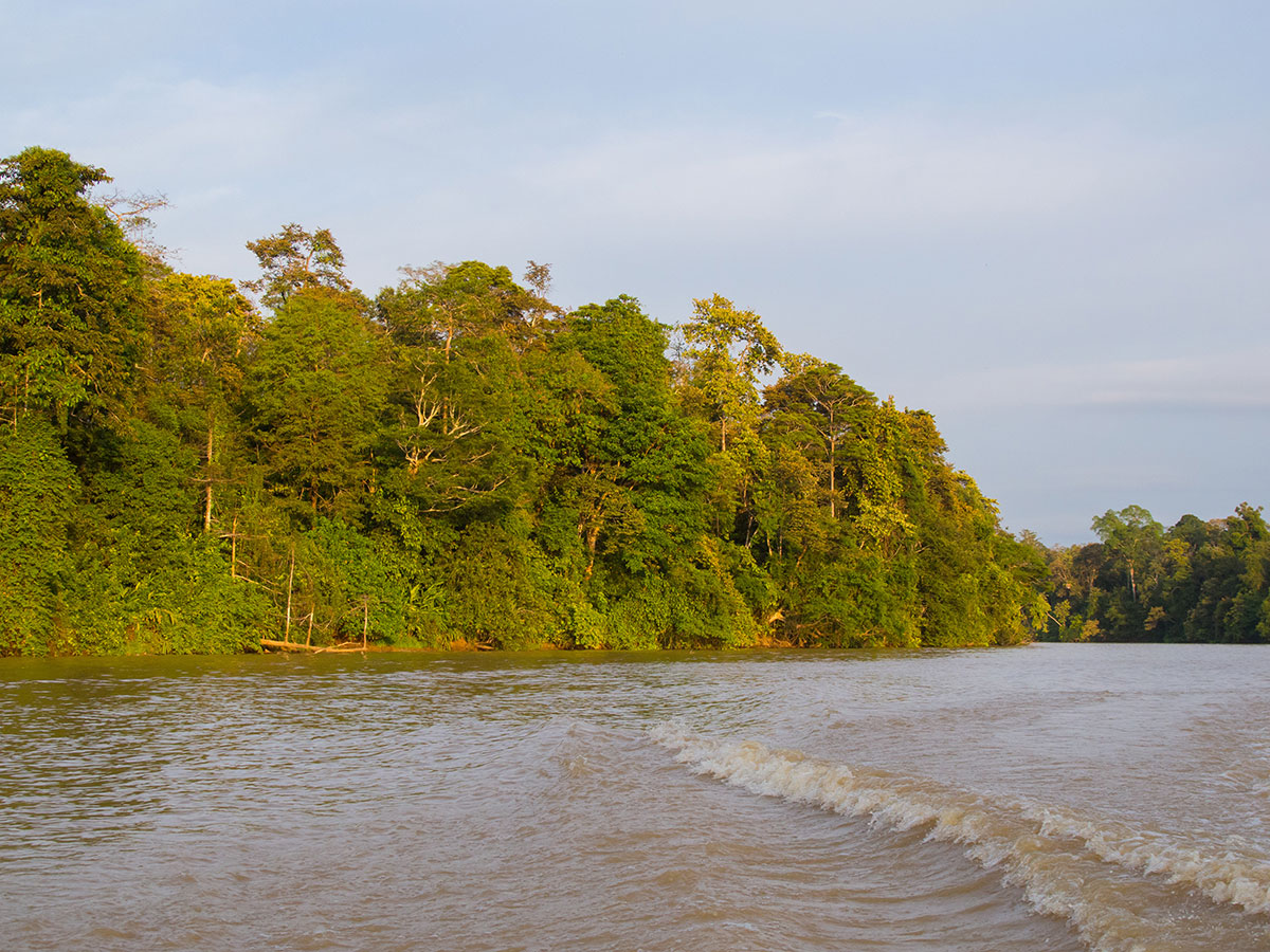 kinabatangan fluss, Sehenswürdigkeiten Borneo kinabatangan fluss, Sehenswürdigkeiten Borneo