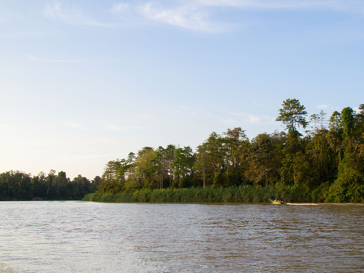 borneo kinabatangan river - Warum ich keine Kinabatangan River Cruise mehr machen würde - Mein Erfahrungsbericht