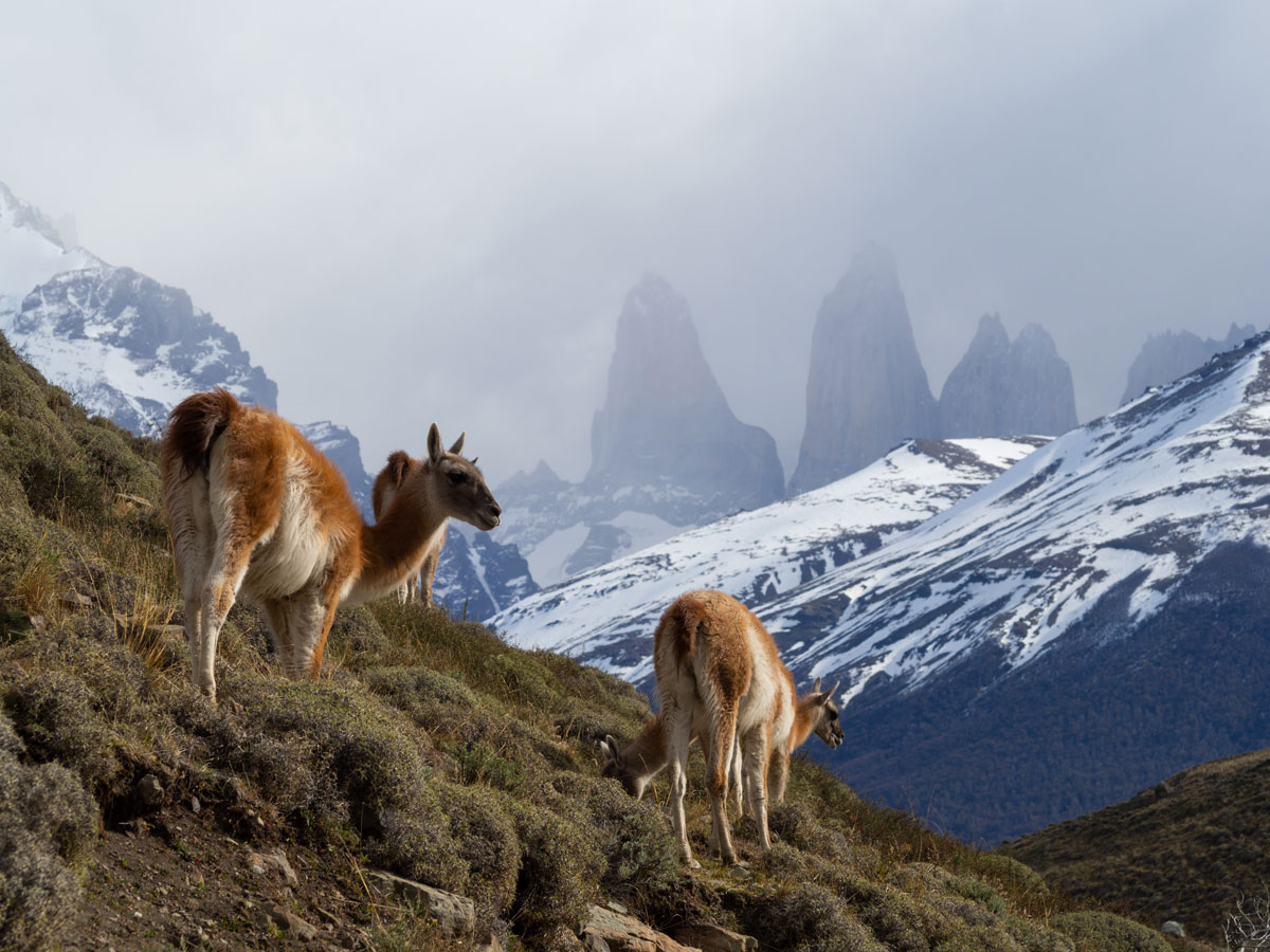 patagonien torres del paine nationalpark chile12 - Torres del Paine Nationalpark ohne W Trek