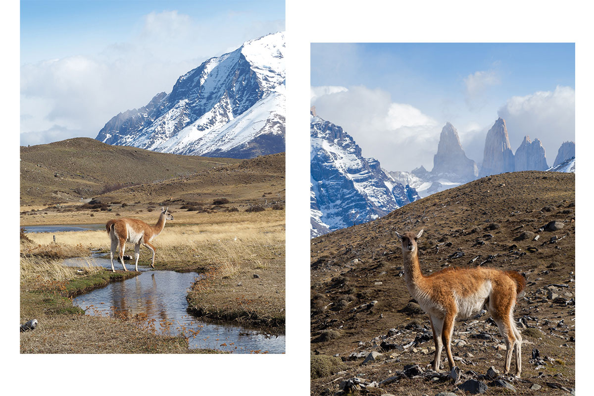 patagonien torres del paine nationalpark chile35 - Torres del Paine Nationalpark ohne W Trek