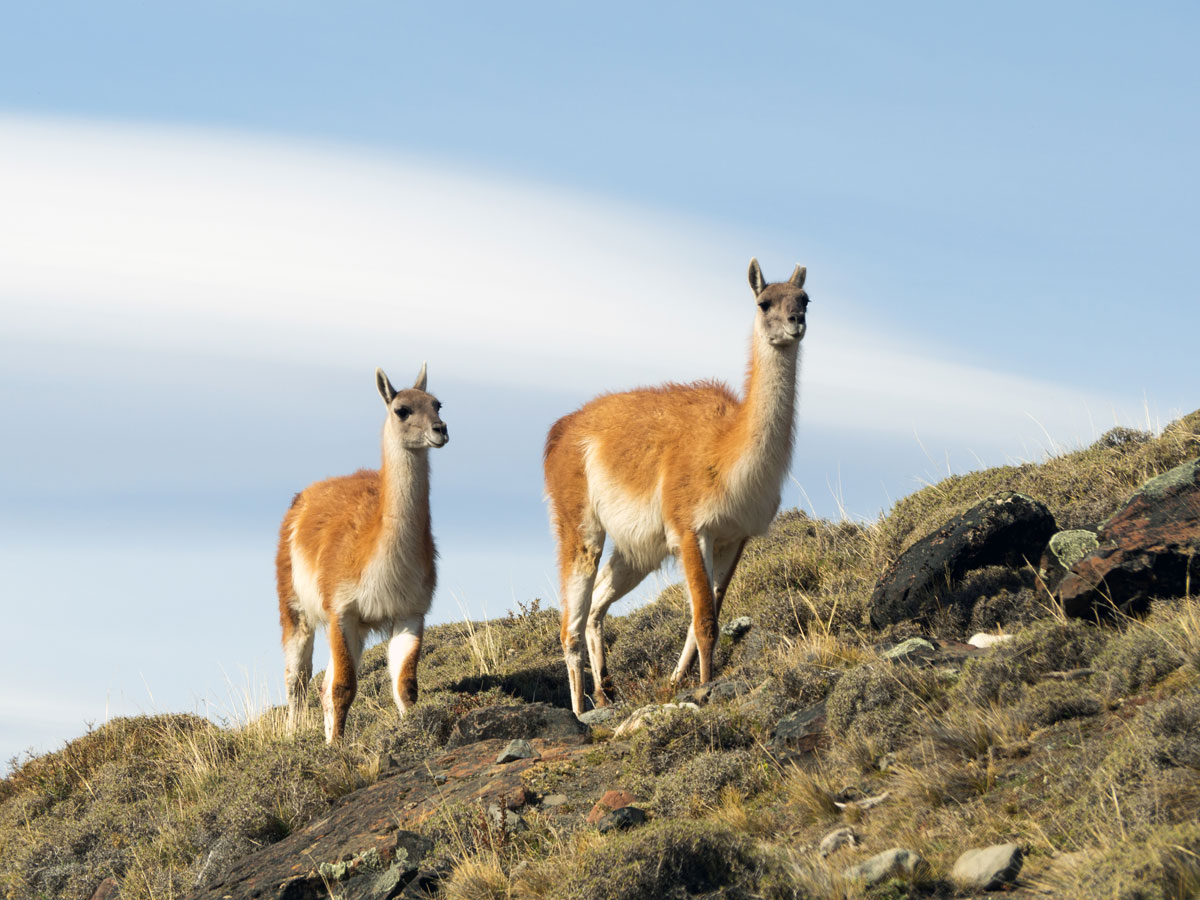 patagonien torres del paine nationalpark chile7 - Torres del Paine Nationalpark ohne W Trek