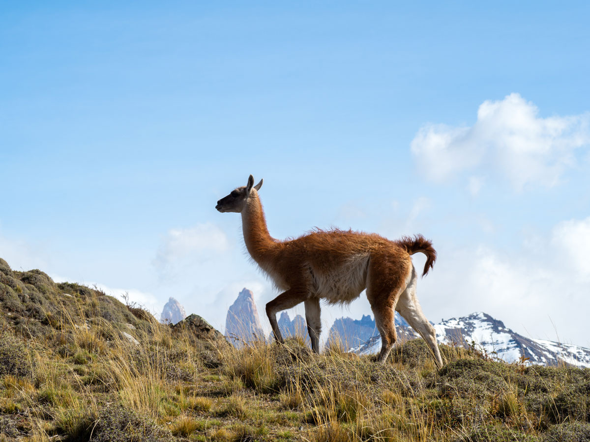 patagonien torres del paine nationalpark chile8 - Patagonien im Überblick - ein Reiseguide für deine Planung