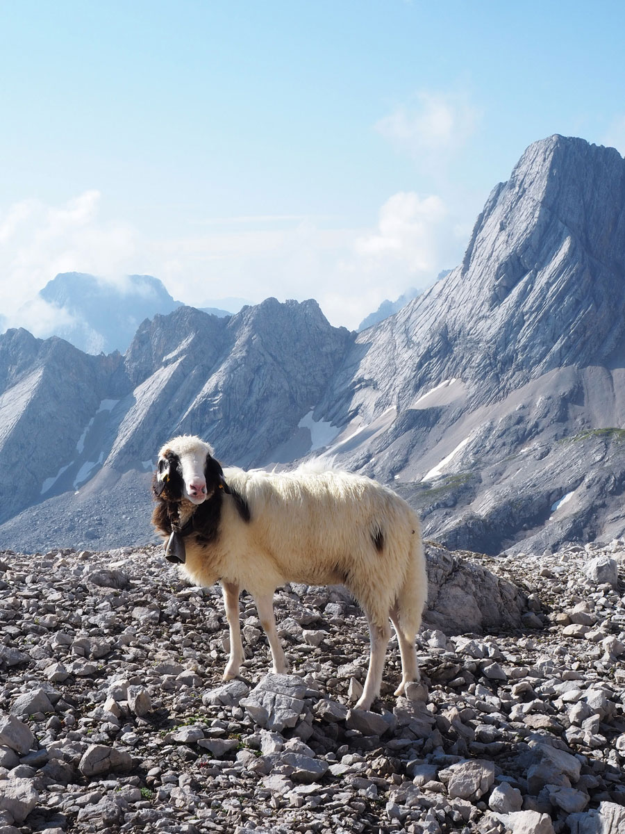 Schafe bei der Wanderung auf die Zugspitze