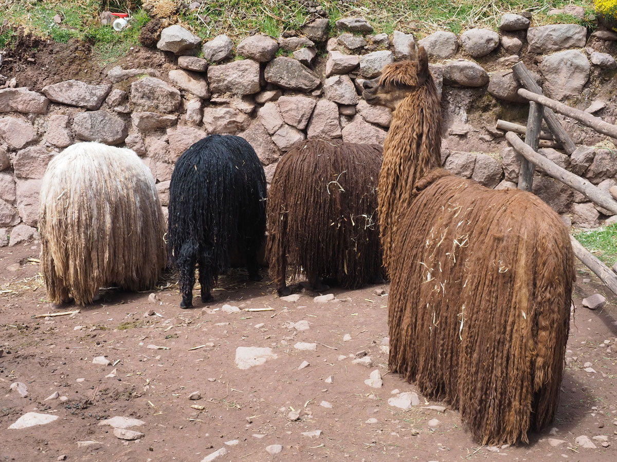 00alpakafarm 1 - Sehenswürdigkeiten & Reisetipps für das heilige Tal der Inka in Peru