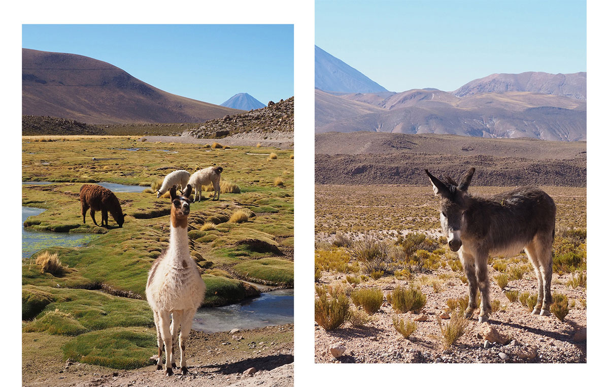 atacama el tatio - Als Selbstfahrer in der Atacama Wüste in Chile unterwegs