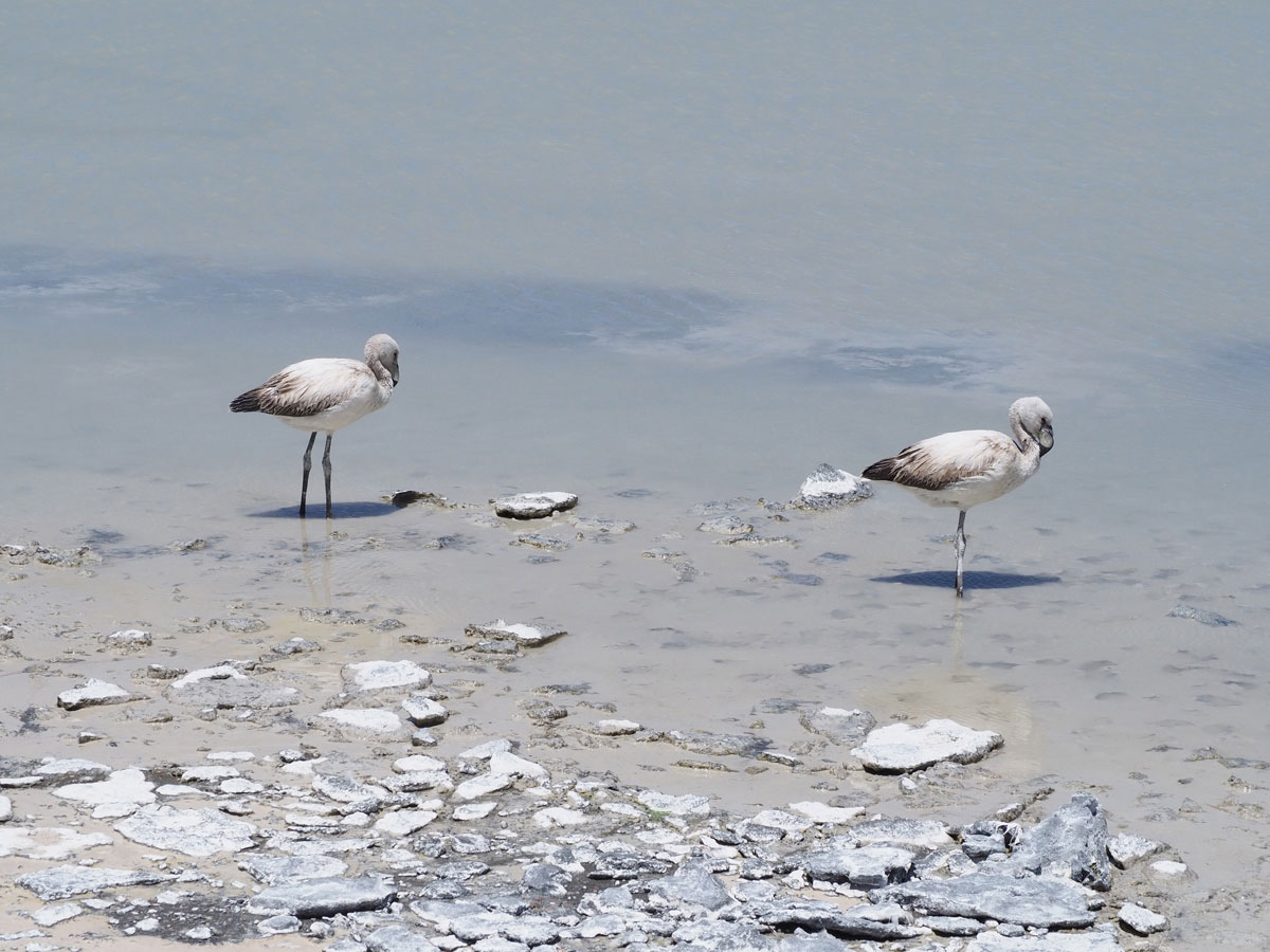 salar de uyuni laguna colorada tour bolivien 15 - Ausflug in die Salar de Uyuni und Laguna Colorada in Bolivien