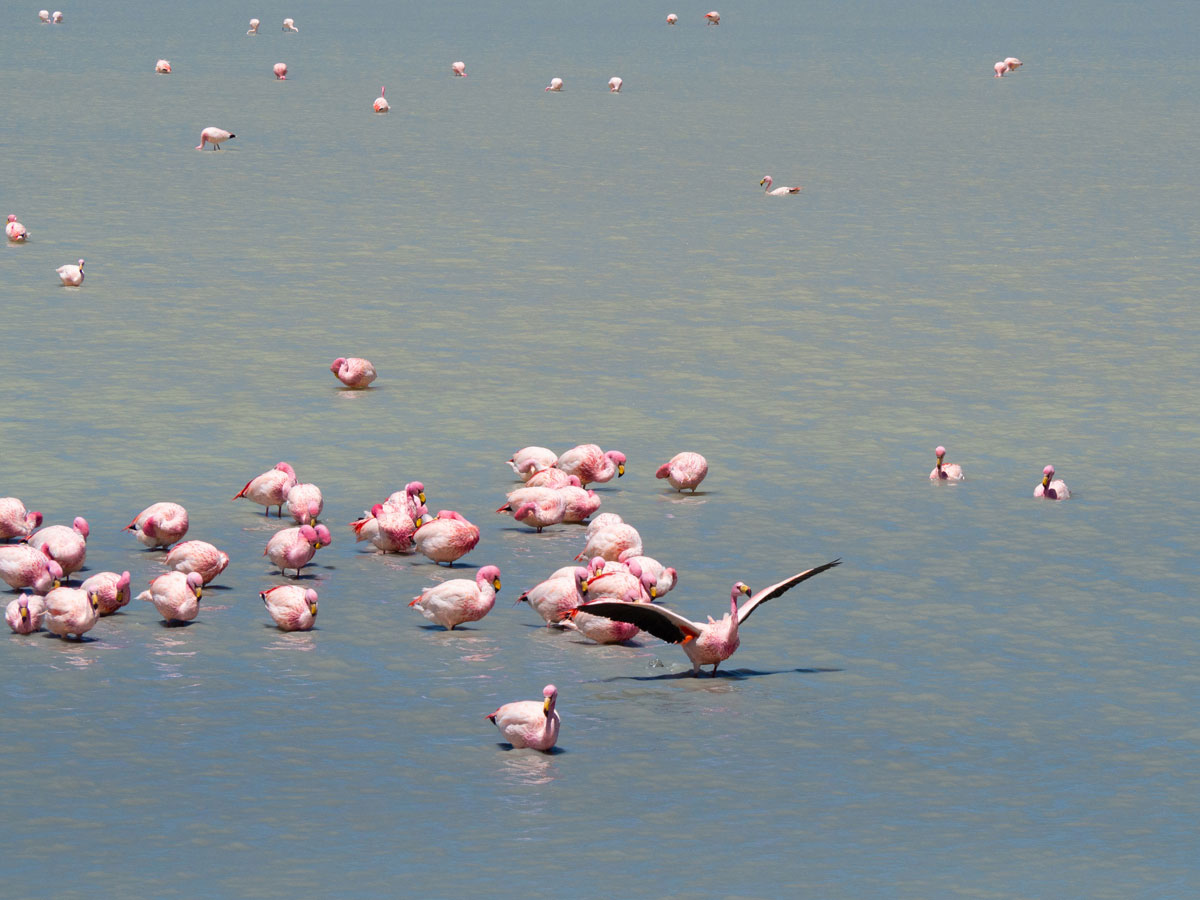 salar de uyuni laguna colorada tour bolivien 17 - Ausflug in die Salar de Uyuni und Laguna Colorada in Bolivien