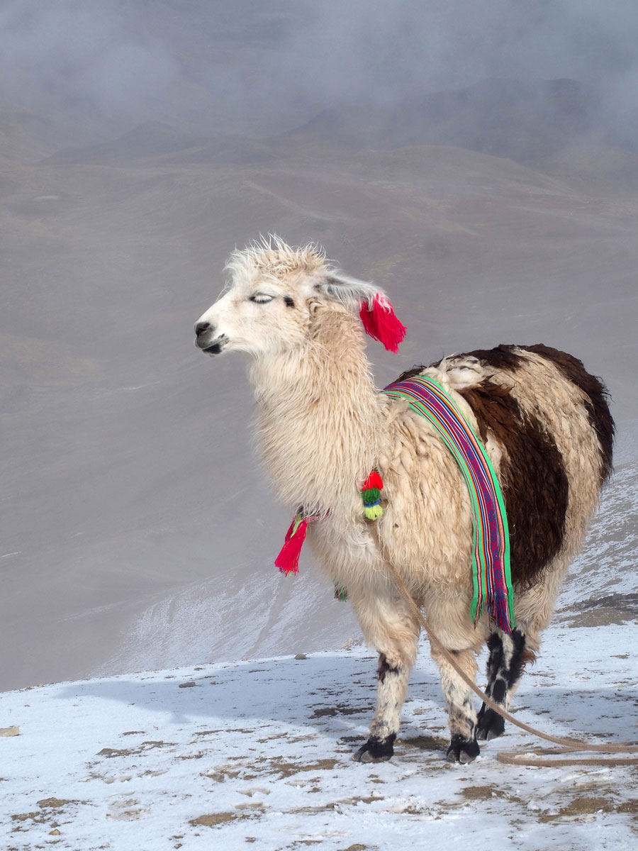 Lama am Rainbow Mountain