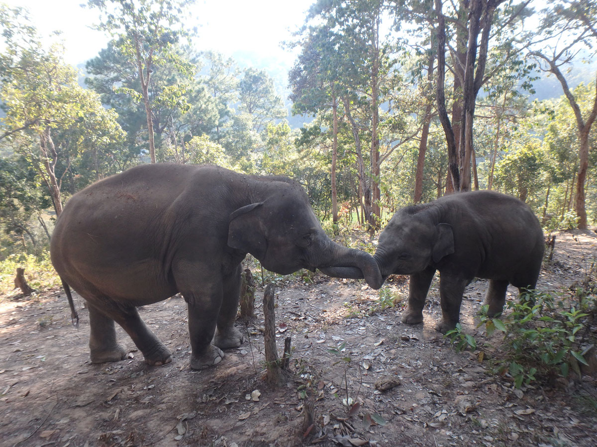 elefantencamp chiang mai2 1 - Sehenswertes und Ausflugstipps für Chiang Mai, Thailand