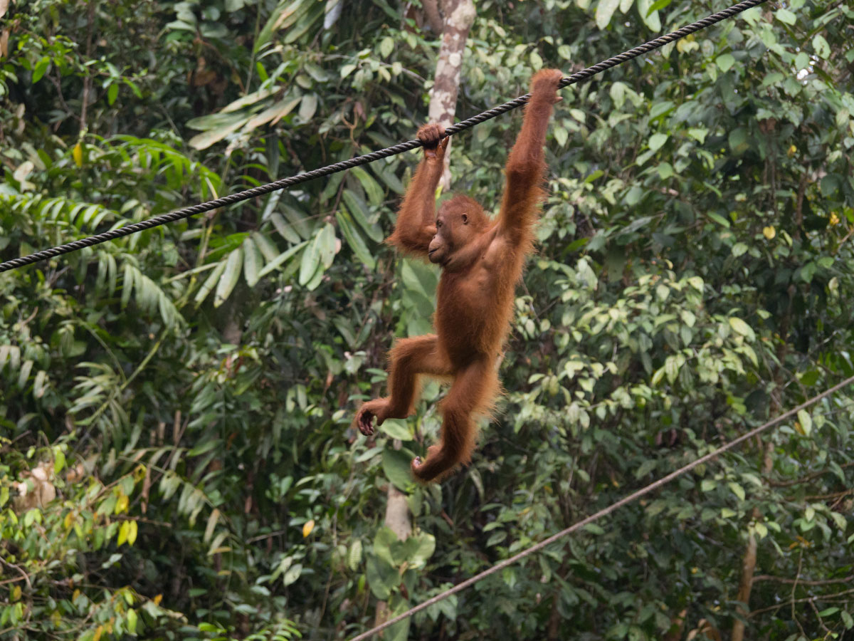 Orang Utan Bako Nationalpark, Sehenswürdigkeiten Borneo