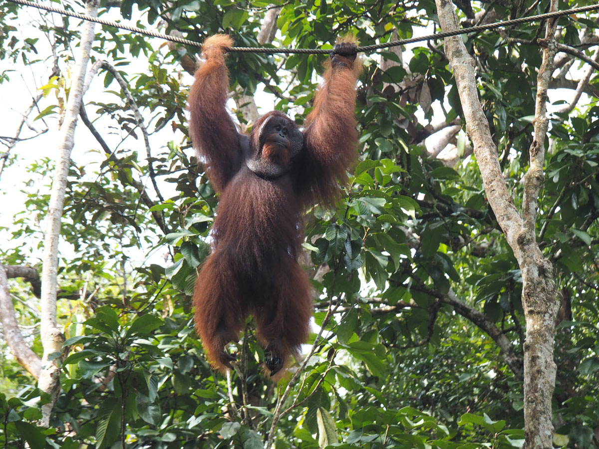 Orang Utan Bako Nationalpark, Sehenswürdigkeiten Borneo Orang Utan Bako Nationalpark, Sehenswürdigkeiten Borneo