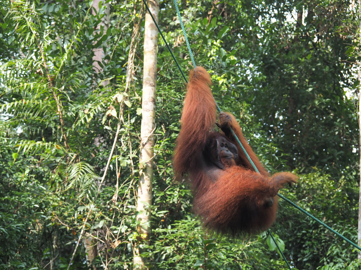 Orang Utan Bako Nationalpark, Sehenswürdigkeiten Borneo Orang Utan Bako Nationalpark, Sehenswürdigkeiten Borneo