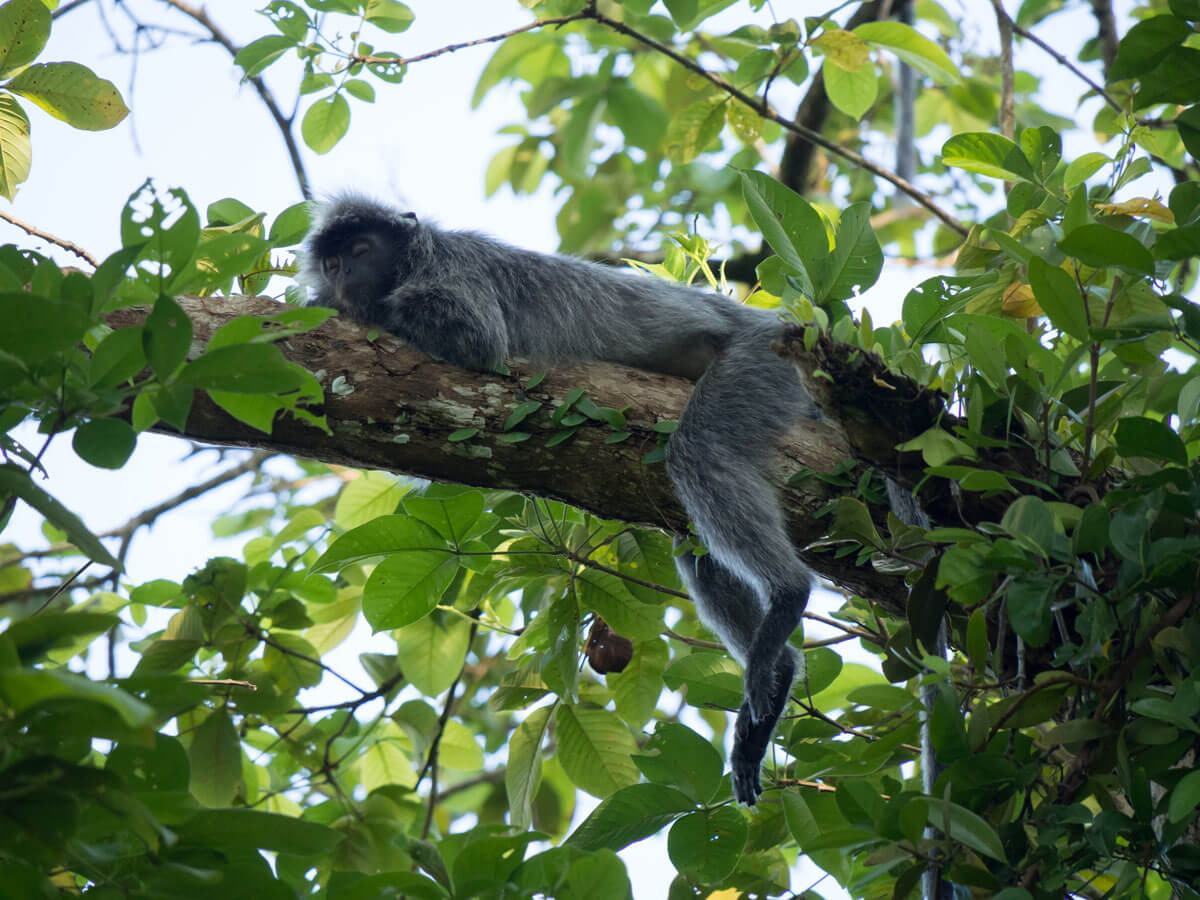 Affen Bako Nationalpark (”)
