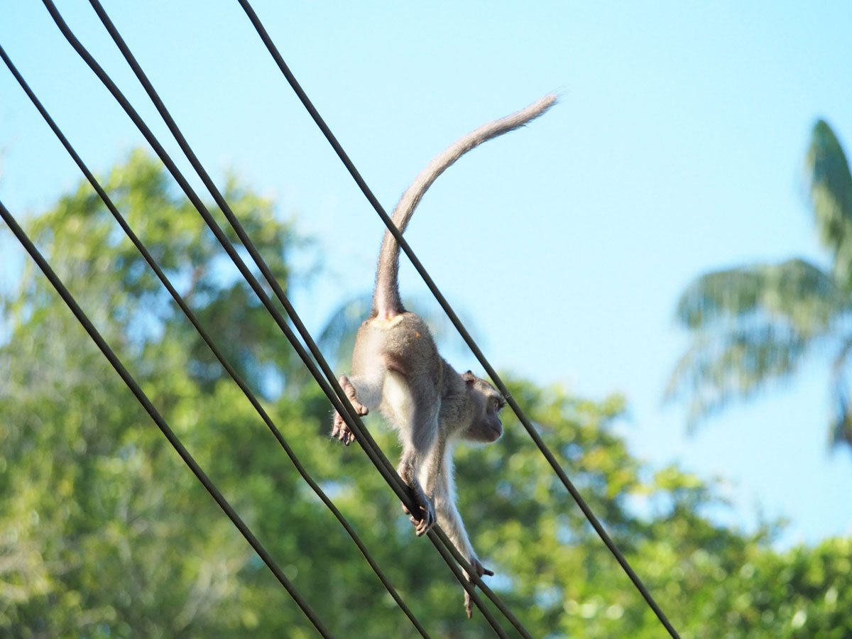 Affen Bako Nationalpark (”)