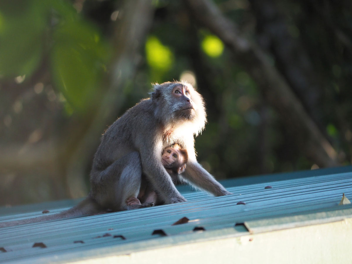 Bako Nationalpark Affen (”)