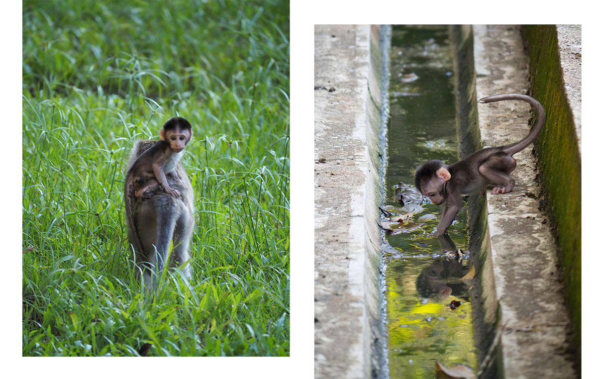 Bako Nationalpark Affen