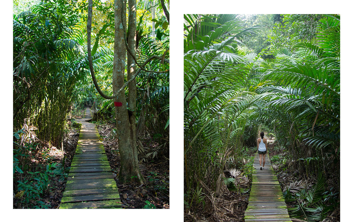 Bako Nationalpark Wandern