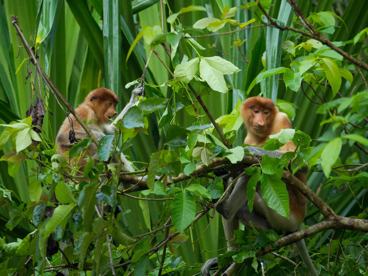 Nasenaffen Bako Nationalpark, Sehenswürdigkeiten Borneo Nasenaffen Bako Nationalpark, Sehenswürdigkeiten Borneo