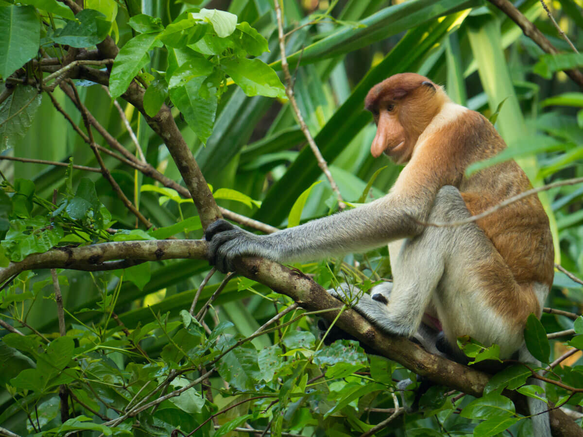 Nasenaffen Bako Nationalpark Borneo (”)