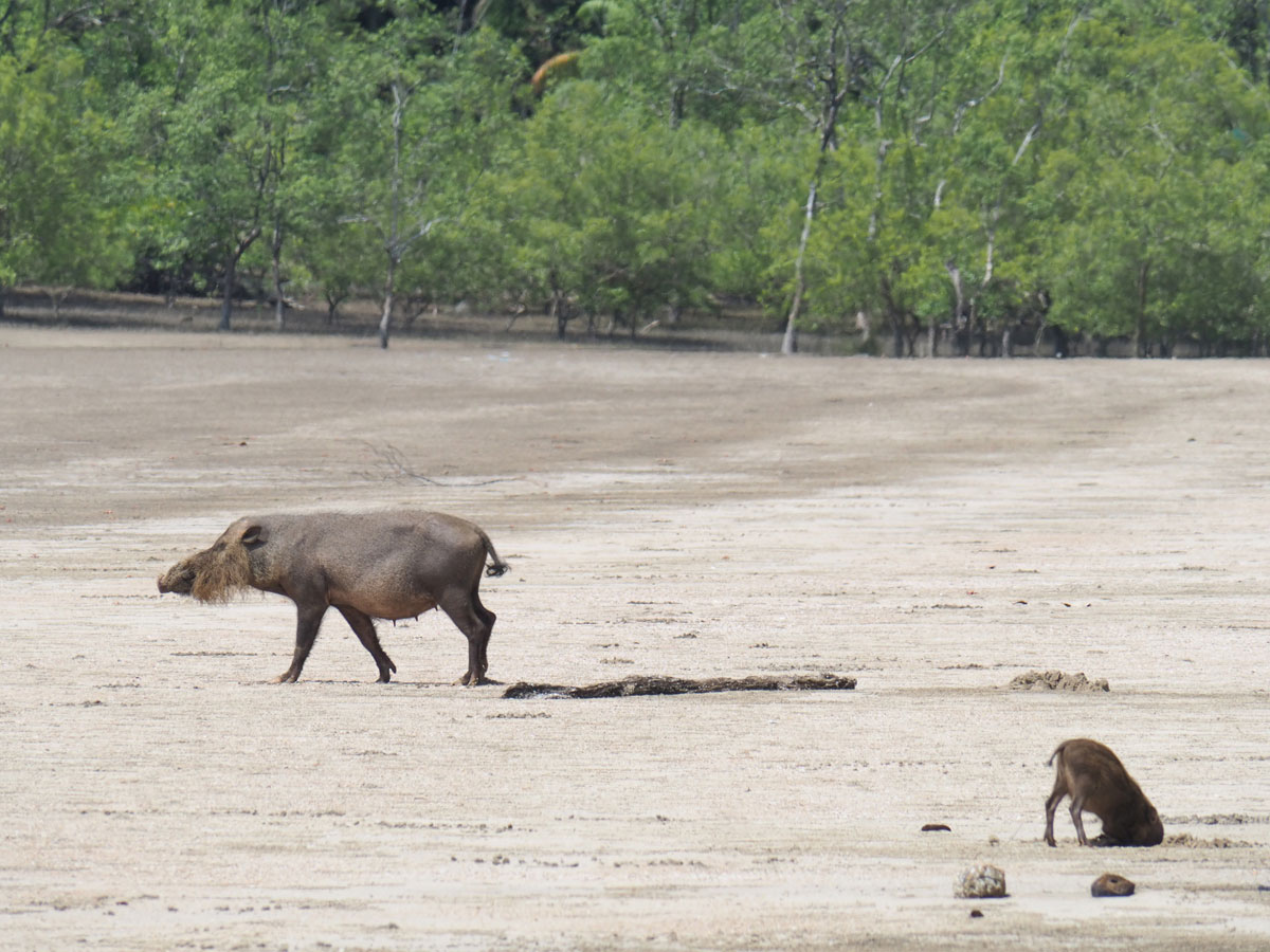 Wildschweine Bako Nationalpark Wildschweine Bako Nationalpark