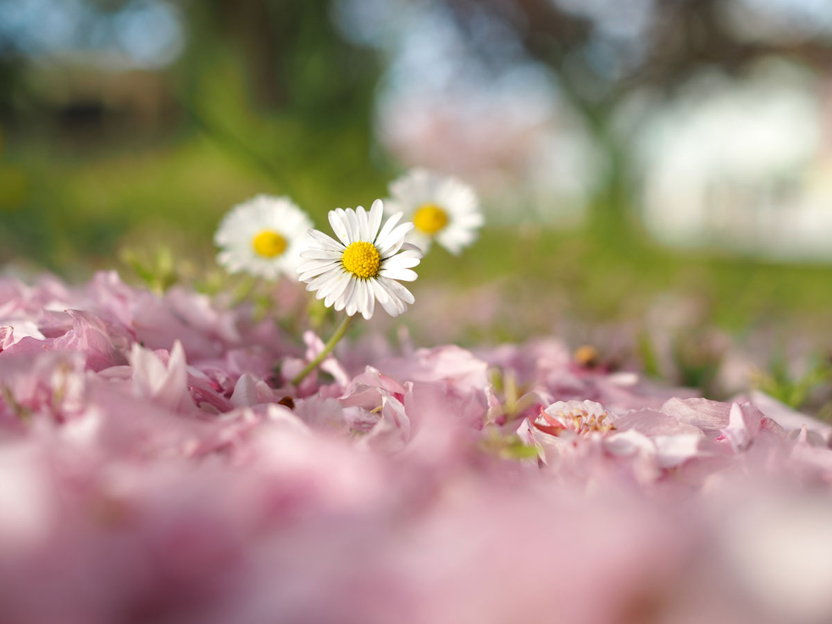 Blumen
