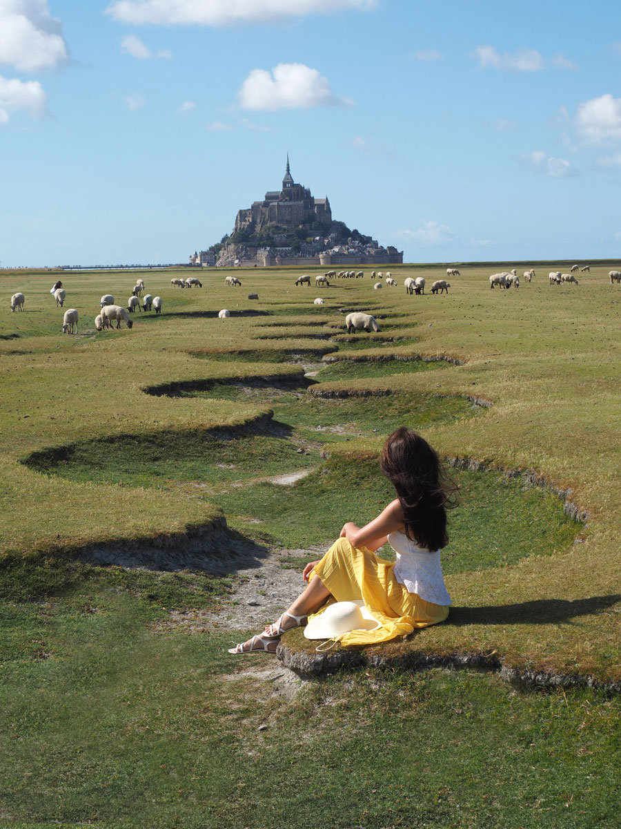 Mont Saint Michel Normandie Frankreich Schafe (”)
