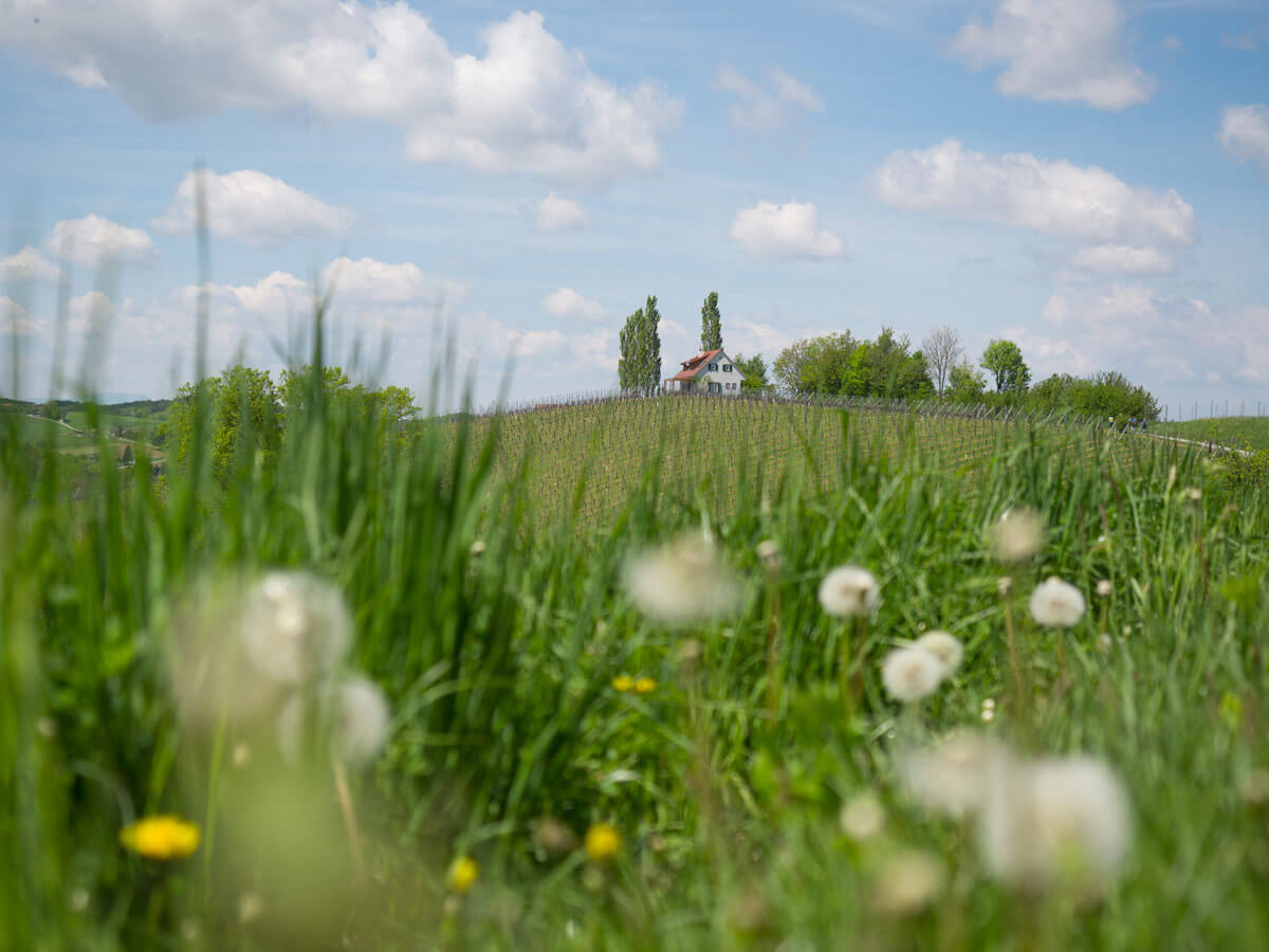 Suedoststeiermark Wandern Weingarten Resort Runde Unterlamm ”