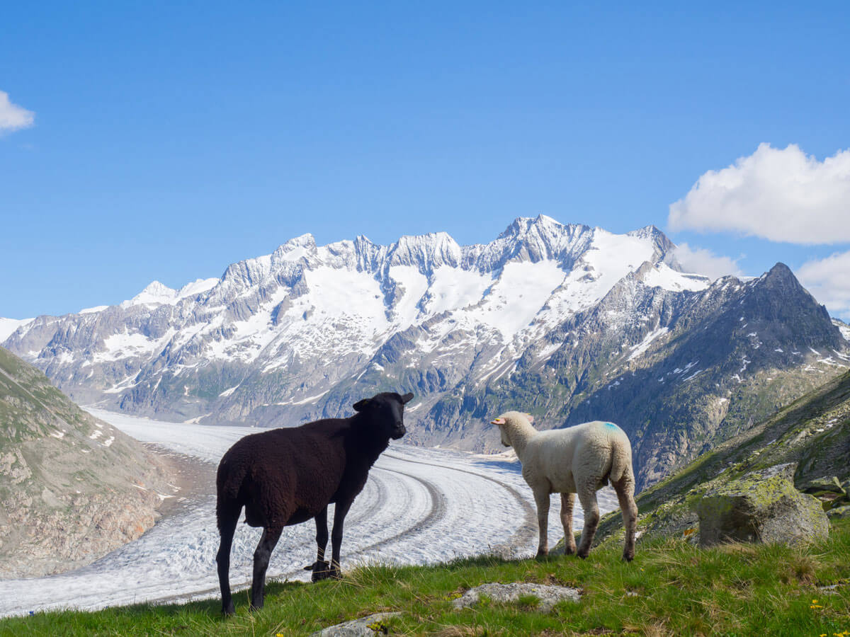 Panoramaweg Aletschgletscher Wandern Schweiz ”