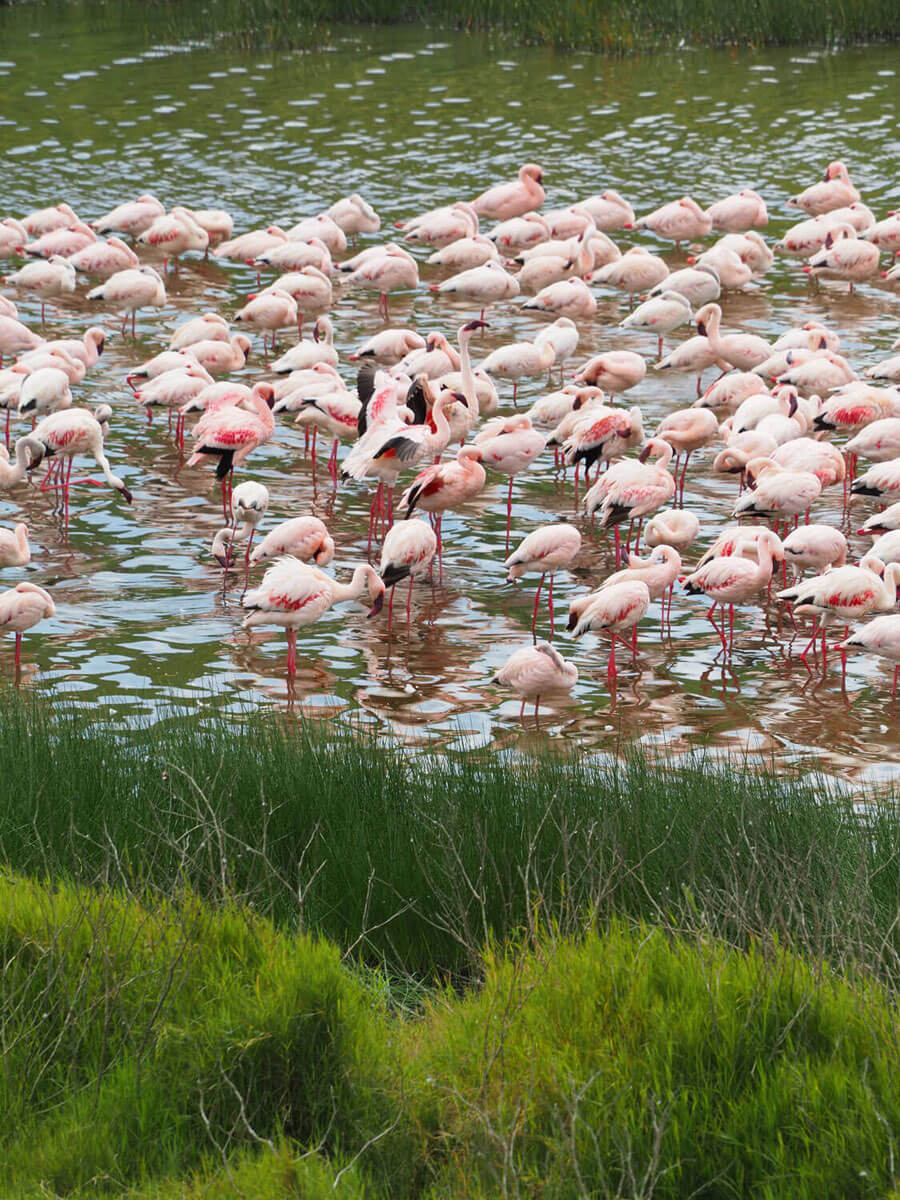 ” Arusha Nationalpark Tansania ”