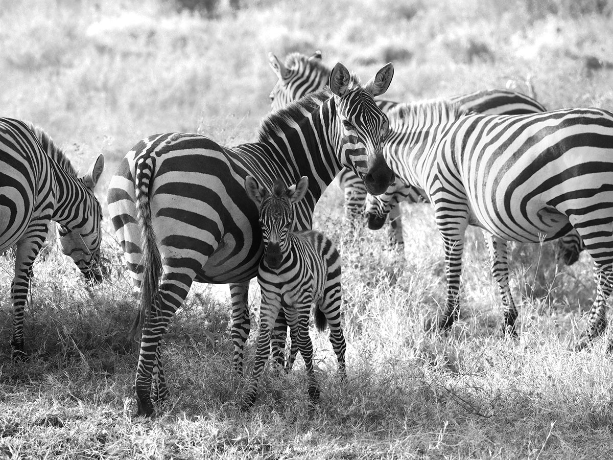 Zebra Tansania