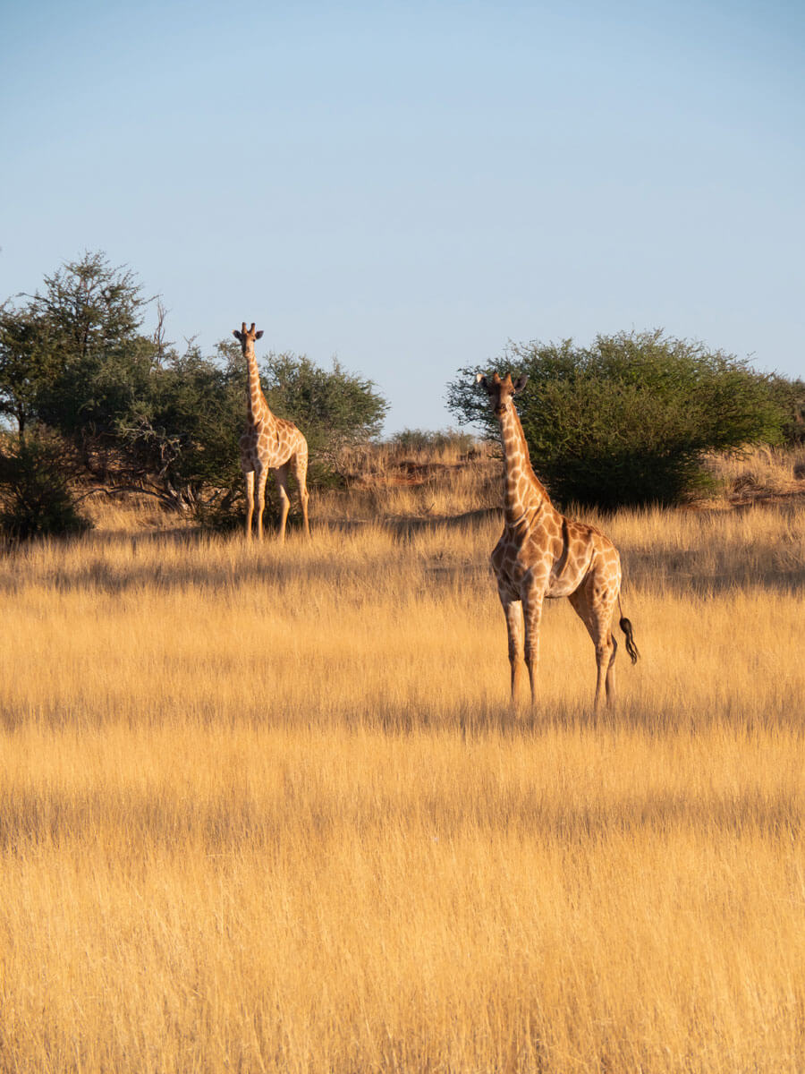 Namibia Sehenswuerdigkeiten Kalahari ”