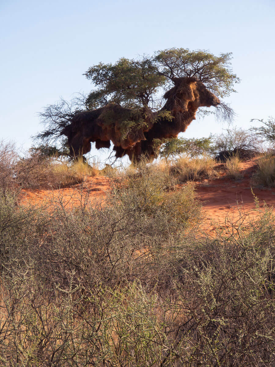 Vogelnest in Namibia Namibia Sehenswuerdigkeiten Kalahari ”